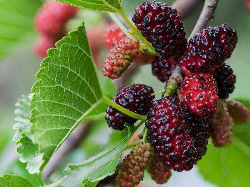 Шелковица купить саженцы из питомнике в Энгельсе