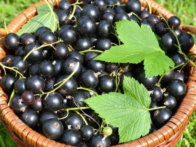 Смородина купить саженцы из питомника в Энгельсе