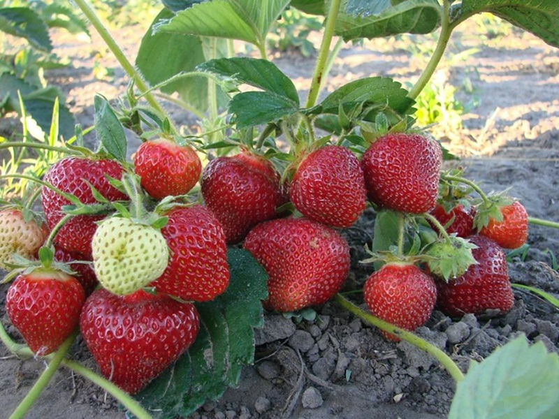 Клубника купить саженцы из питомника в Энгельсе