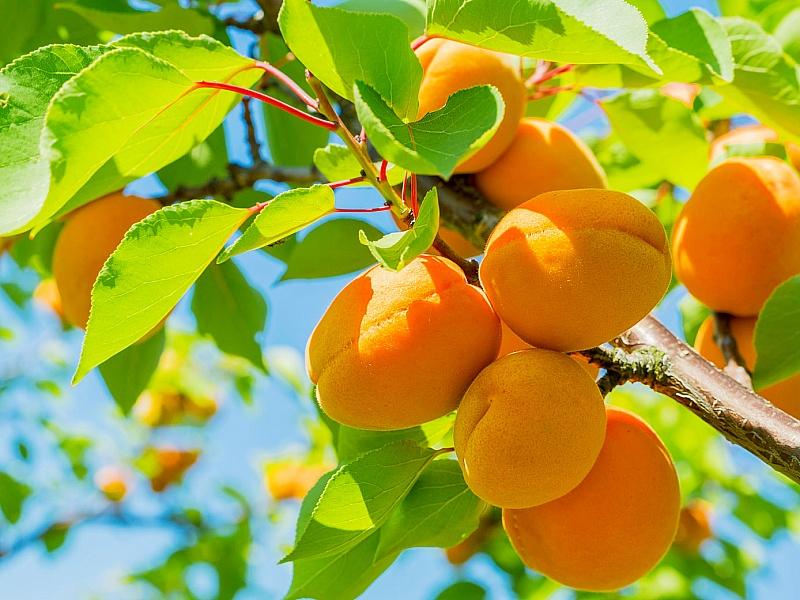 Абрикос купить саженцы из питомнике в Энгельсе