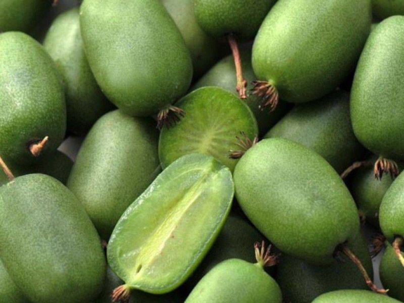 Актинидия купить саженцы из питомнике в Энгельсе