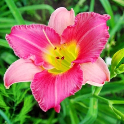 Лилейник "ФАЙНАЛ ТАЧ"