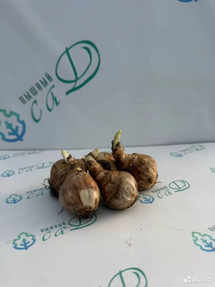 Нарцисс "ДАЧ МАСТЕР" (5 штук)
