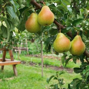 Груша "БЕРЕ ДИЛЬ" осенняя