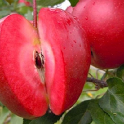 Яблоня "ЭРА"