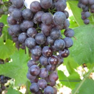 Виноград "ГУРЗУФСКИЙ РОЗОВЫЙ"